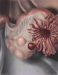 Ovulation