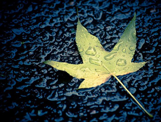 leaf