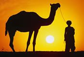 Camel