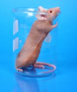 Lab Rat